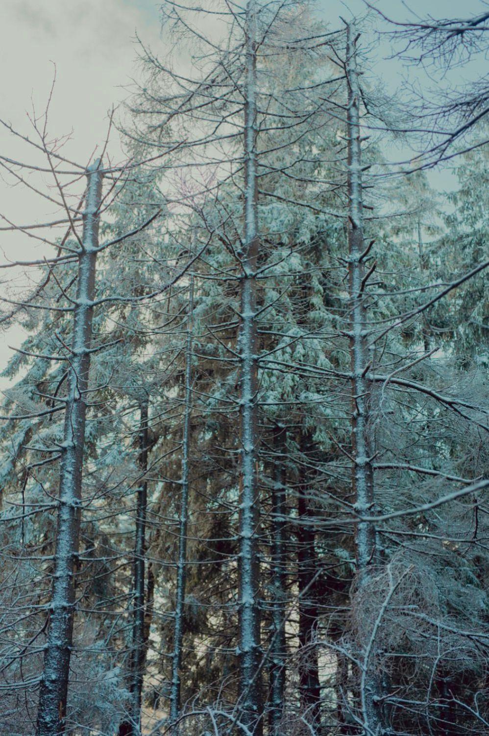 Wataha Pod Basztami - Wadera - Domki Caloroczne Radków Kültér fotó