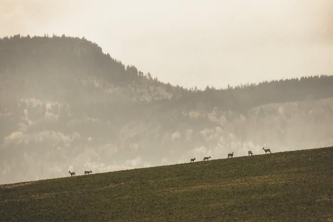 Wataha Pod Basztami - Wadera - Domki Caloroczne Radków Kültér fotó